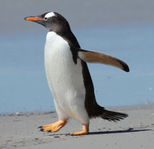 The Penguin