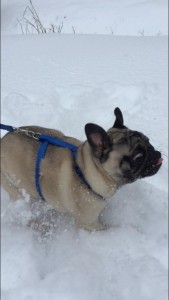 My Pug enjoying the snow